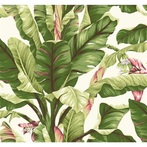 ✓ free for commercial use ✓ high quality images. York Wallcoverings Tropics Banana Leaf Wallpaper-AT7067 ...