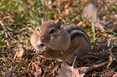 Eastern Chipmunk Stock Image C0339710 Science Photo Library