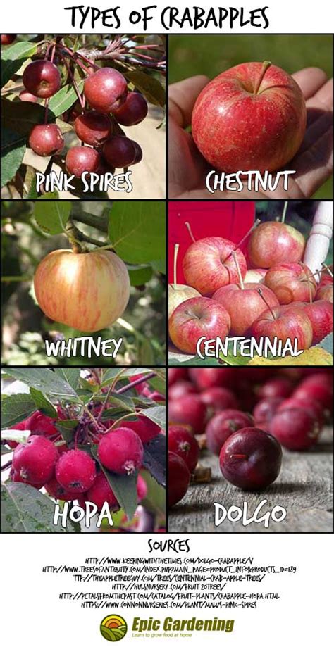 Crabapple trees produce small fruits called crabapples that generally have a tart taste. Can You Eat Crab Apples? A Simple Guide To This Ornamental ...