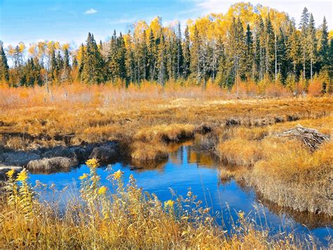 Free Images Tree Nature Marsh Swamp Wilderness Meadow Leaf