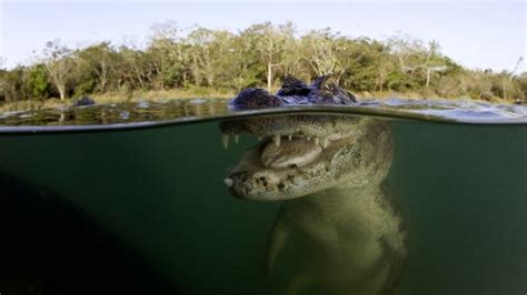 Orange South Carolina Alligator Gets Trump Nickname Cnet