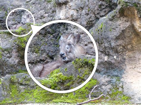 Former hakubutsukan dobutsuen station 上野 tokyo. ニホンカモシカを探せ!上野動物園が出題したクイズが難し ...