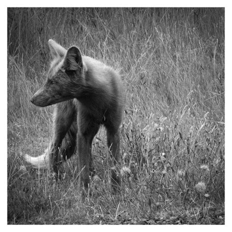 Animal Photography Fox Nature Photography Black And White Wall Fox