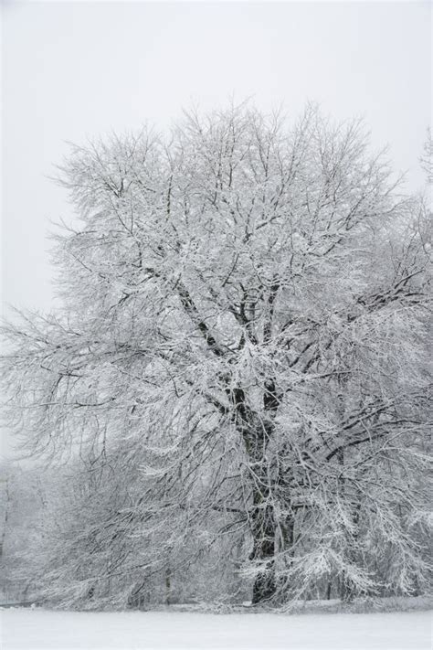 Free Images Landscape Tree Nature Snow Winter Frost Weather