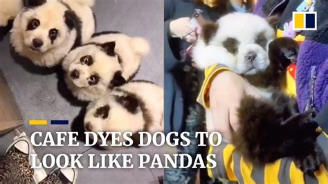China Panda Dog Seedsyonseiackr