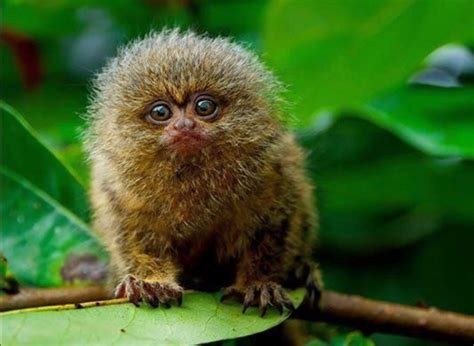 Cute Pygmy Marmoset Cebuella Pygmaea The Smallest Monkey In The