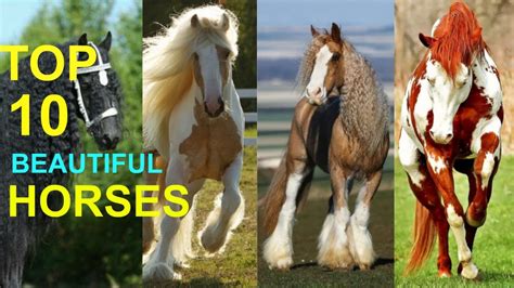Top 10 Most Beautiful Horses In The World Horsetv Live