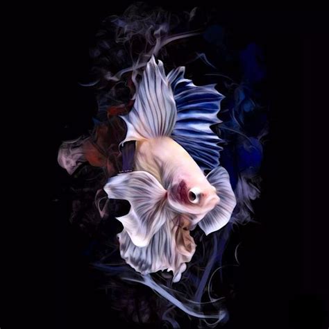 Scott Wallace Digital Designs Art Shop Digital Art Design Betta Fish