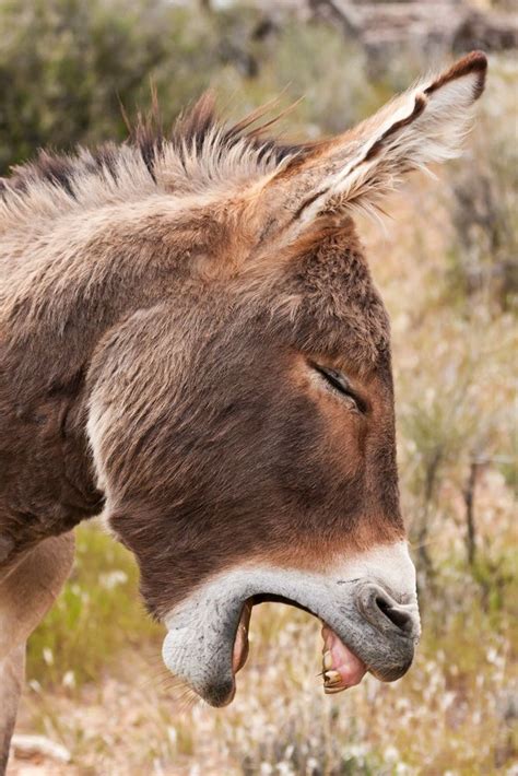 Yawning Burro Wild Burro Red Rock Canyon Nevada Donkey Funny