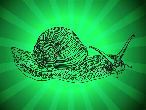 Snail Outline Vector Art And Graphics