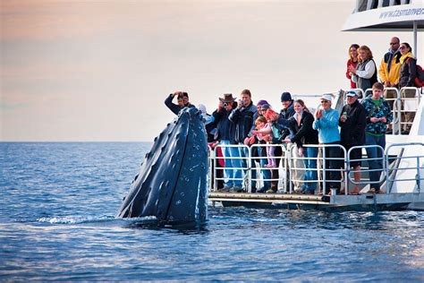 Whale Watching In Hermanus Tours African Peninsula Tours