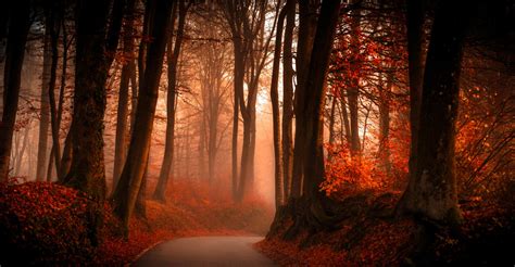 Download Fog Fall Tree Forest Nature Man Made Road 4k Ultra Hd Wallpaper