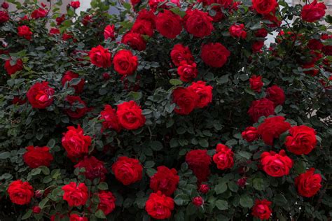 Most Rewarding Outdoor Plant A Rose Bush Millcreek Gardens