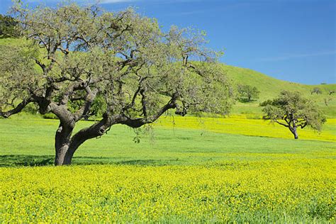 Mustard Tree Stock Photos Pictures And Royalty Free Images Istock