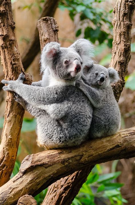 Cute Baby Koala Wallpapers Top Free Cute Baby Koala Backgrounds