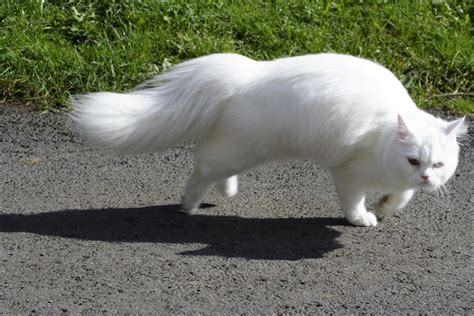 White Cat With A Fluffy Tail In Motion Free Image Download