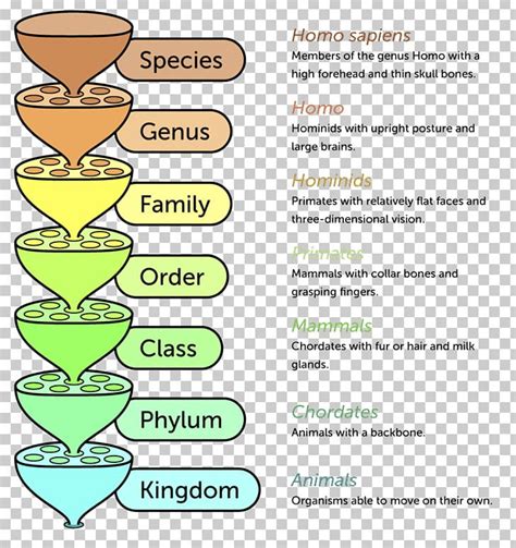 Linnaean Taxonomy Taxonomic Rank Biology System Png Clipart Area Biological Life Cycle