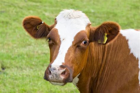 Ayrshire Cattle Guide Info And Facts