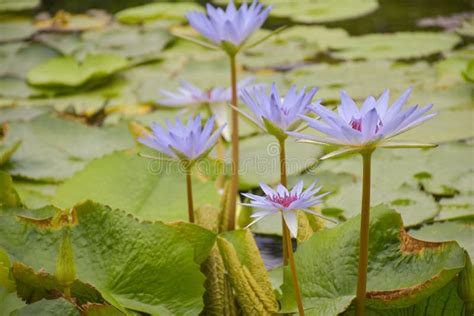 Blue And White Lotus Blooming Beauty Nature In Water Garden Park