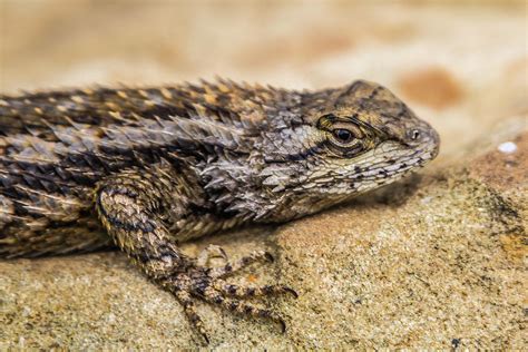 Texas Spiny Lizard Photograph By Anthony Evans Pixels