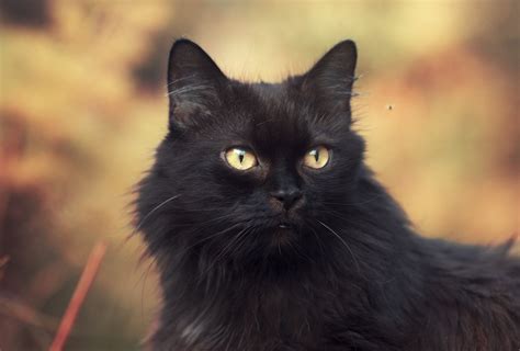 Пушистый красивый черный кот крупным планом обои для рабочего стола
