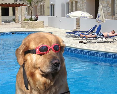 True American Dog Dog Invents Underwater Sunglasses