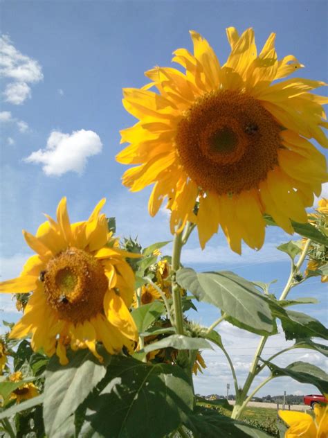 How To Grow Sunflowers Dengarden