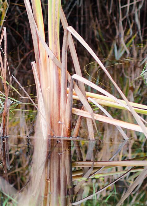 Wanderin Weeta With Waterfowl And Weeds York Road Beaver Pond