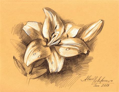 Asiatic Lily Flower With Bud Sketch Drawing By Alena Nikifarava