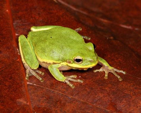 Squirrel Tree Frog Wikipedia The Free Encyclopedia Tree Frogs