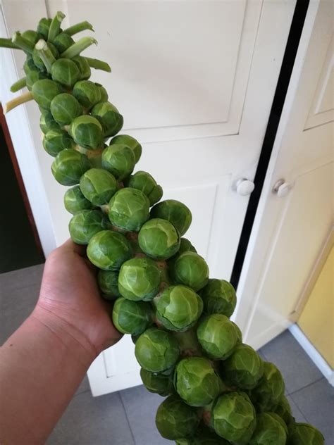The Way Brussel Sprouts Grow On A Stalk Mildly Interesting