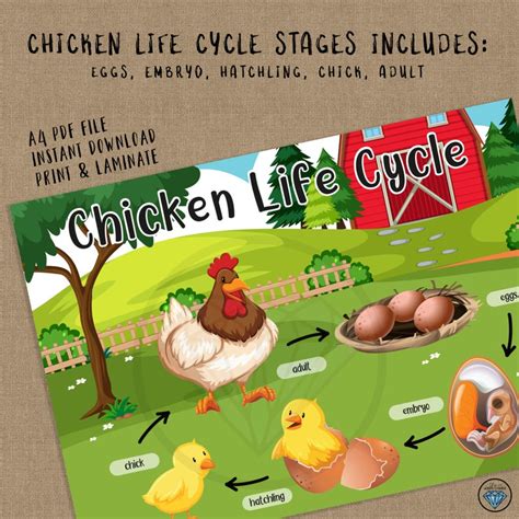 Chicken Life Cycle Preschool Printables Busy Binder Kindergarten