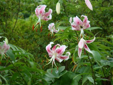 Lilium Speciosum Japanese Lily World Of Flowering Plants