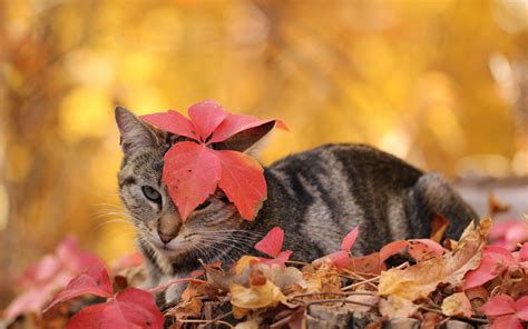Desktop Wallpapers Cat Foliage Autumn Animal 1920x1200
