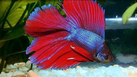 Betta Fish Complete Siamese Fighting Fish List With Pictures Guide