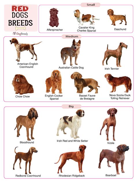 List Of Red Dog Breeds With Pictures