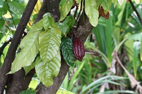 Cacao Plant Care And Growing Guide