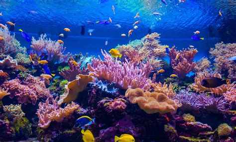 Dive Deep Into 50 Amazing Coral Reef Facts