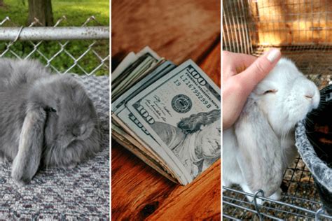 How Much Is A Rabbit A Guide To Buying A Rabbit And Its Expenses