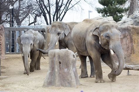 Denver Zoos Three Male Asian Elephants Share Time In Same Yards