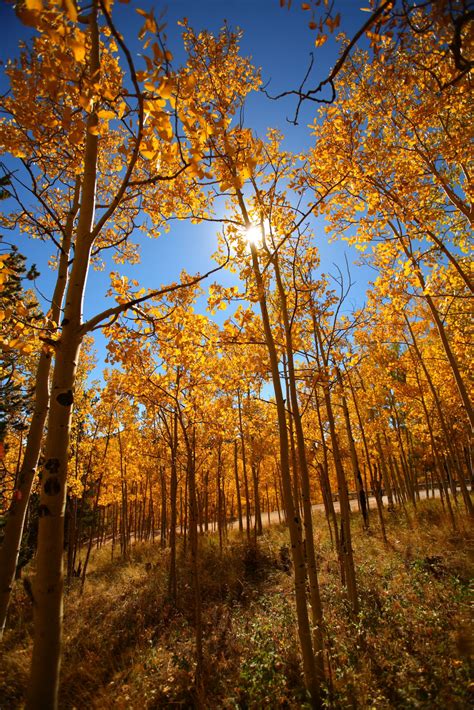 4 Of The Best Places To See Colorados Fall Colors Near