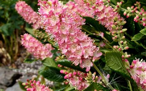 The Most Fragrant Shrubs Trees Plants And Flowers From Wilson Bros Gardens