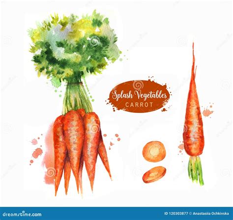 Hand Drawn Watercolor Illustration Of Fresh Orange Ripe Carrots With