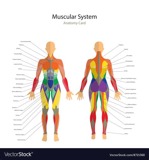 Human Muscles The Female Body Royalty Free Vector Image