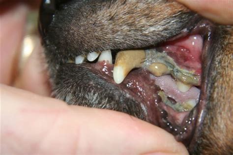 Old Dogs And Rotten Teeth Important To Know Dr Erik Johnson