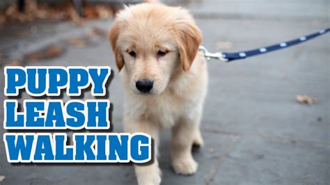 Leash laws may require your puppy to walk nicely on a leash and know how to heel when off your property. Puppy leash walking training |Teaching a puppy to walk on ...