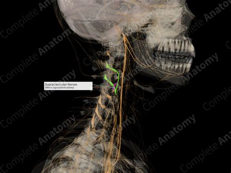 Supraclavicular Nerves Left Complete Anatomy