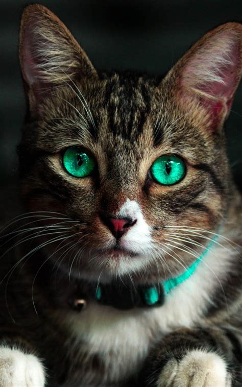Green Eyed Cat K Ultra HD Mobile Wallpaper