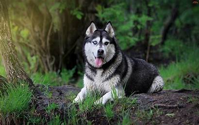 Husky Siberian Res Cool Dog Hdwallpaperfun Wallpapers