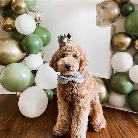 Dog Birthday Crown Pet Birthday Crown Dog Crown Pet Crown Dog Party Hat